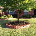 Secluded Raised Tree in Yard