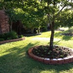 Raised Tree in Front Yard